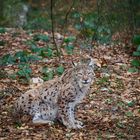 Luchs 1