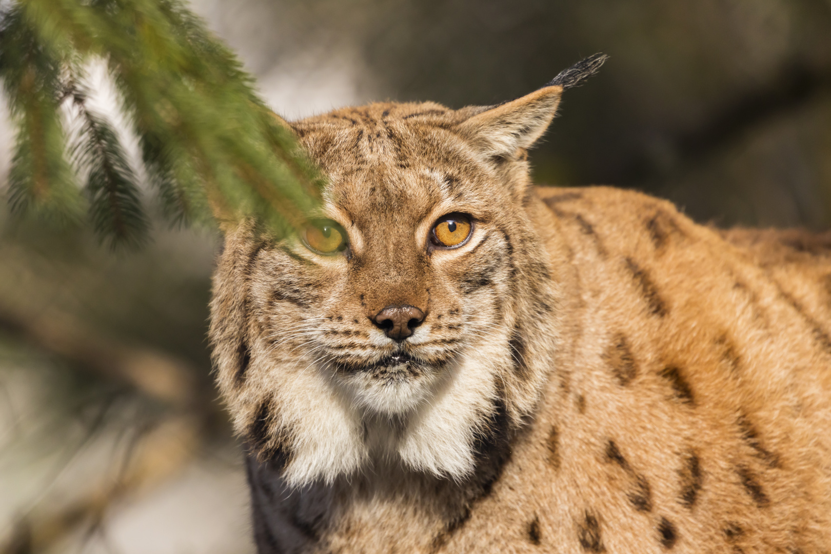 Luchs 1