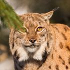 Luchs 1