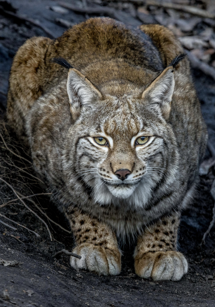 Luchs (1)