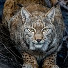 Luchs (1)