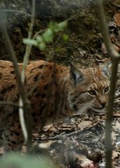 LUCHS 1