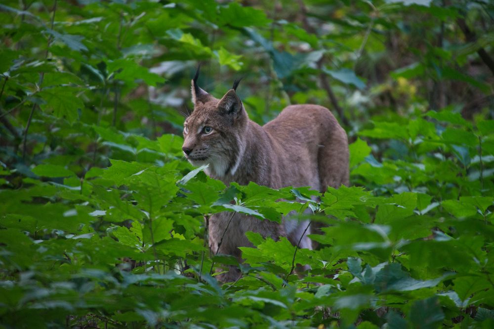 Luchs - 1