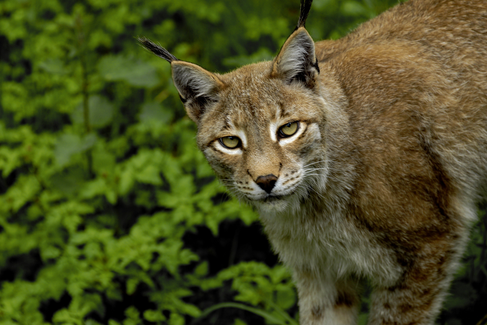 Luchs-1