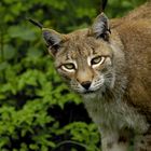 Luchs-1