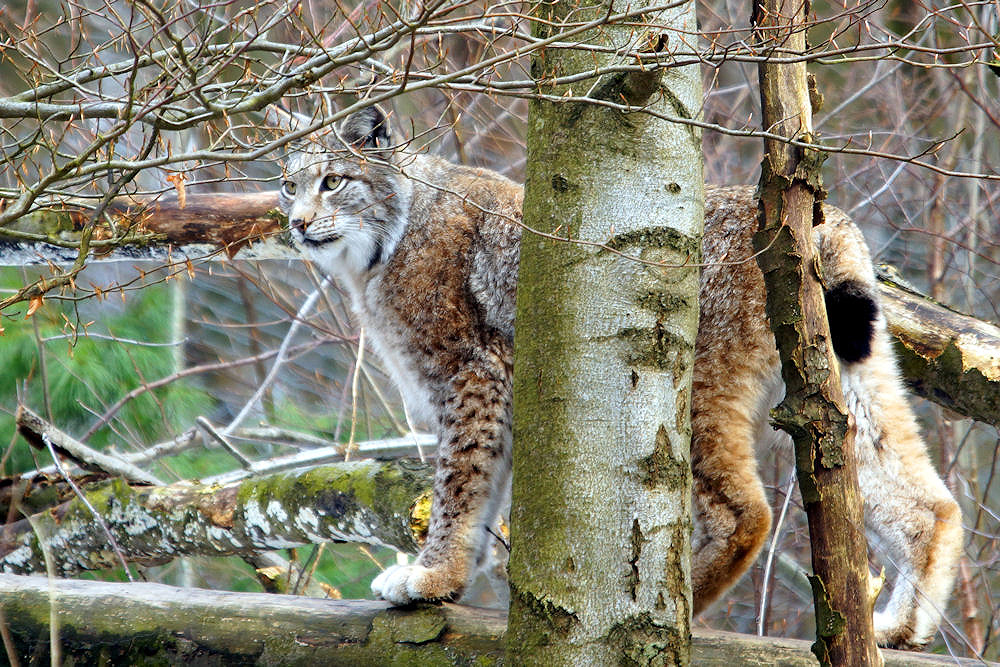 Luchs # 1