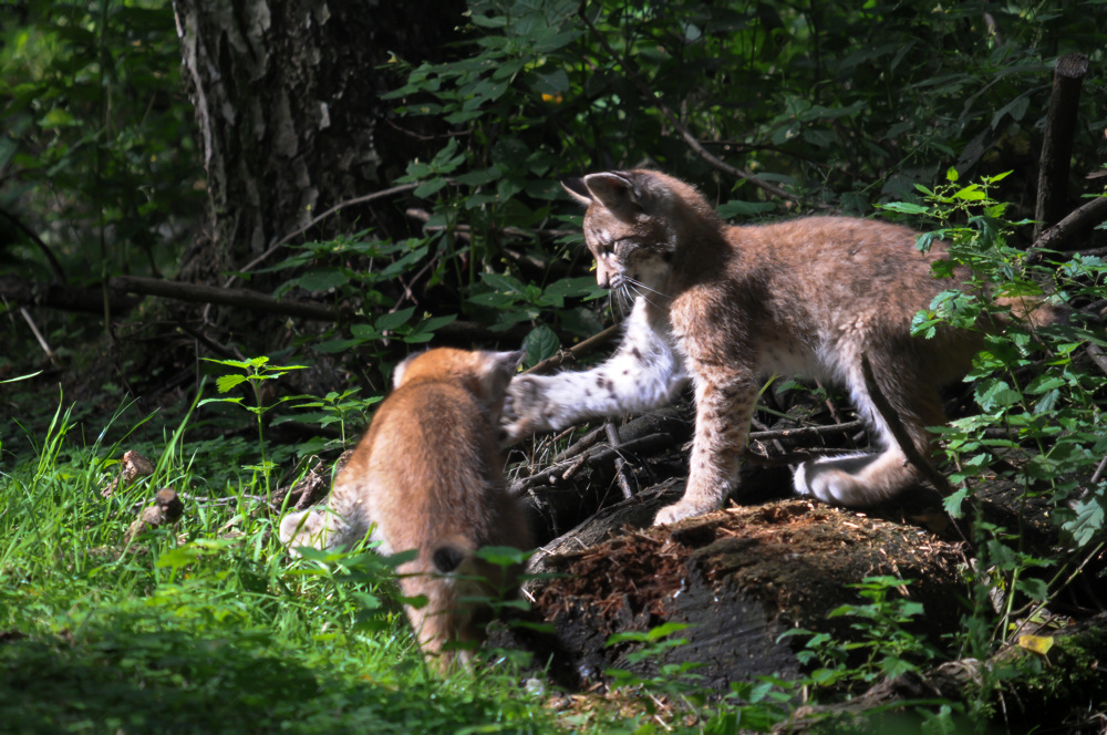 Luchs 1