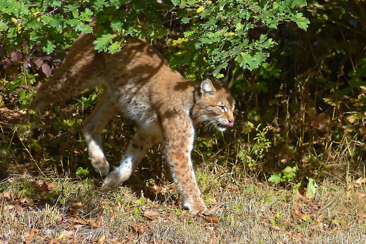 Luchs 1