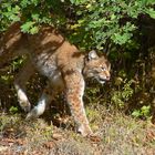 Luchs 1