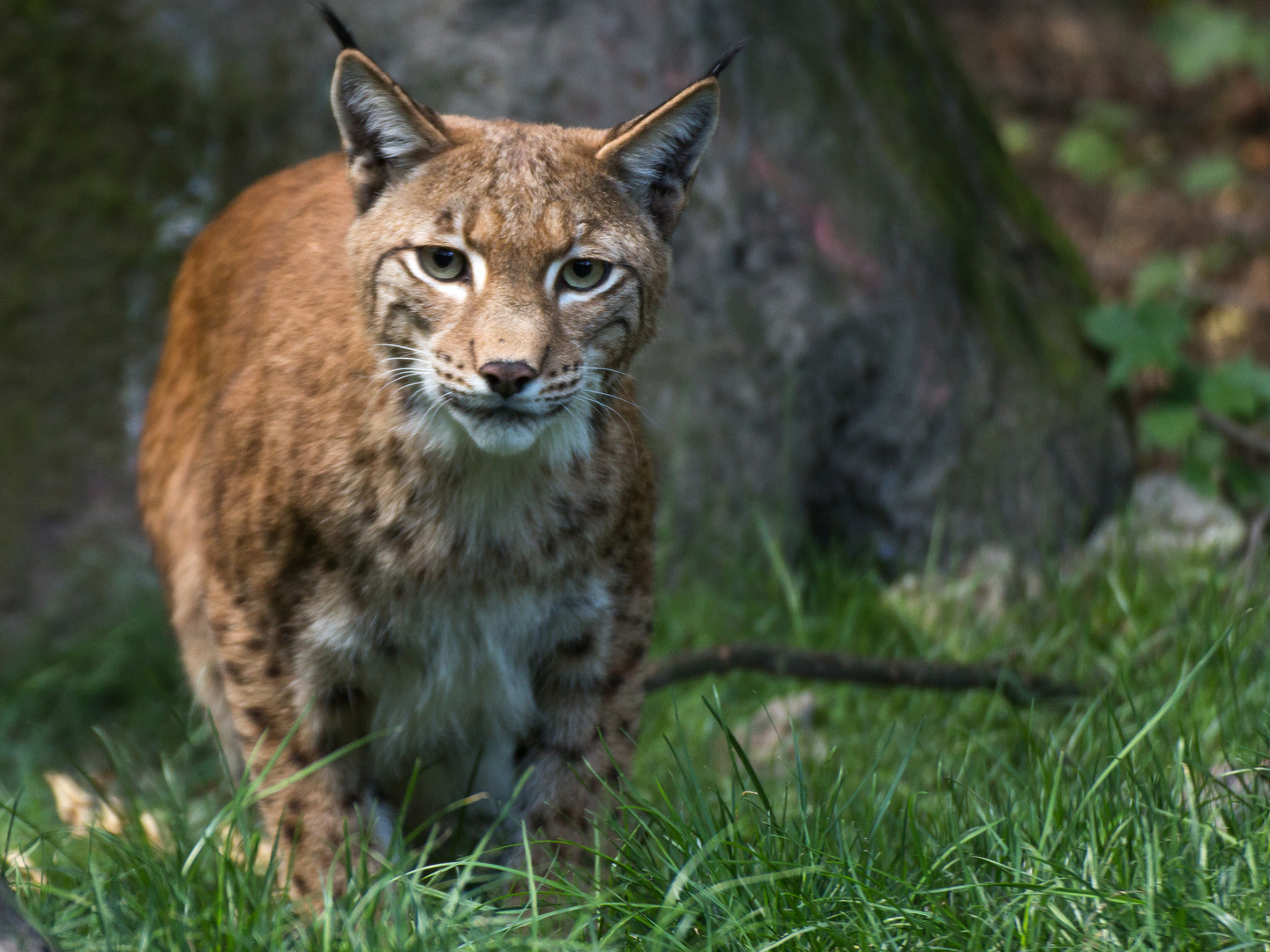 Luchs 1