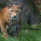 Luchs 1