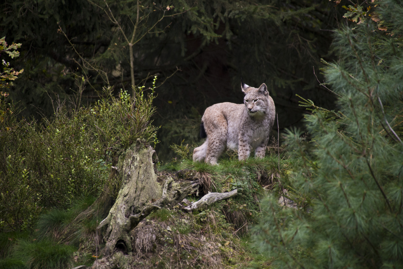 Luchs 1