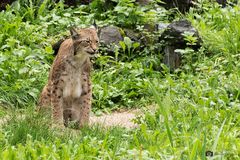 Luchs 1