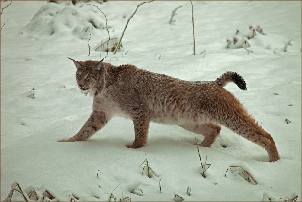 Luchs 1