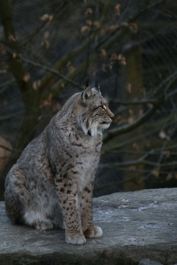 Luchs 1