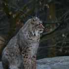 Luchs 1