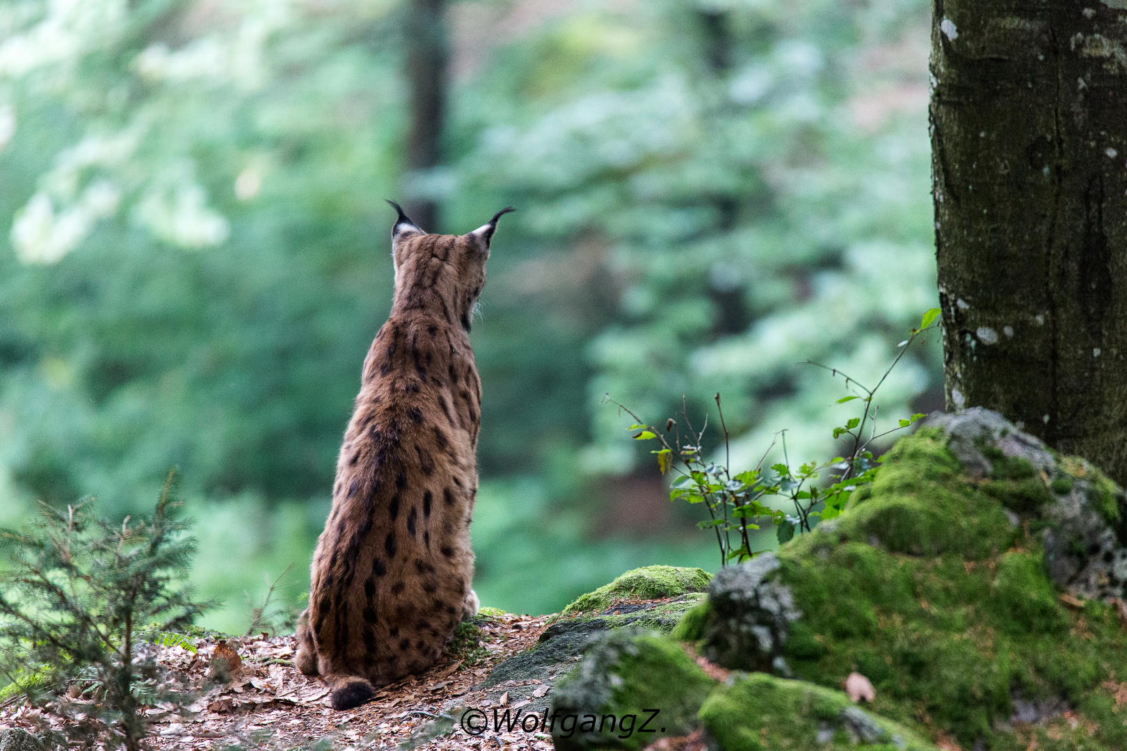 Luchs 1