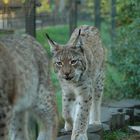 Luchs 1