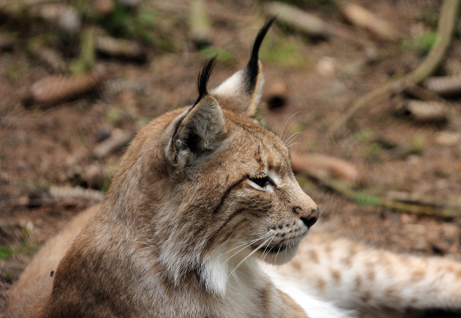 Luchs 1