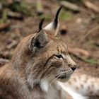 Luchs 1