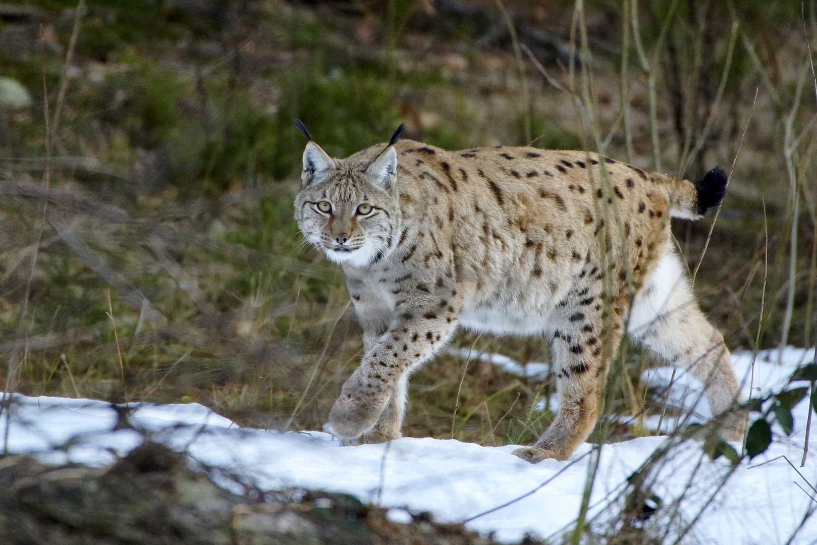 Luchs 1