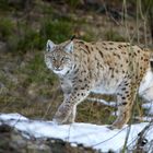 Luchs 1