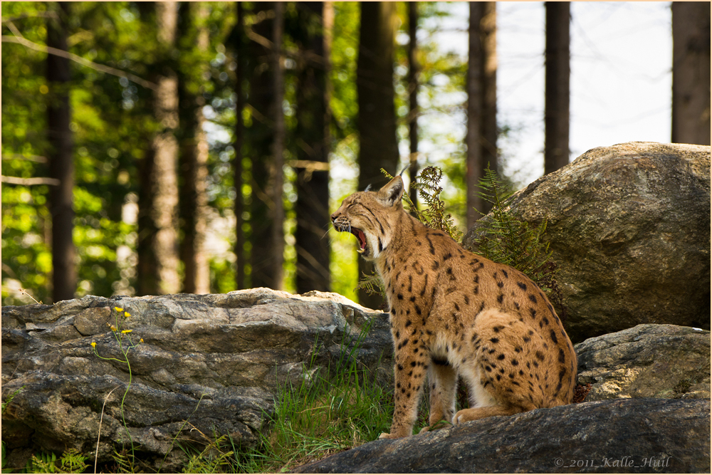 ...Luchs-1...( Wildtier 2011 )