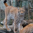 Luchs