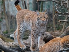 Luchs