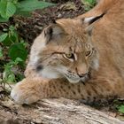 Luchs