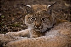 Luchs