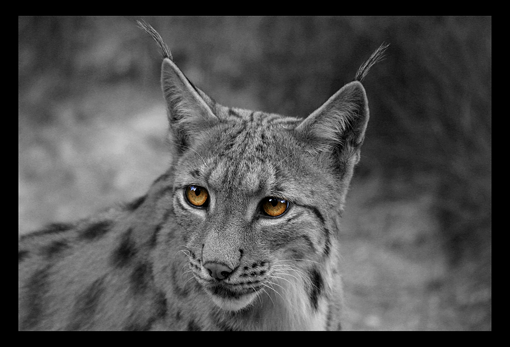 Luchs