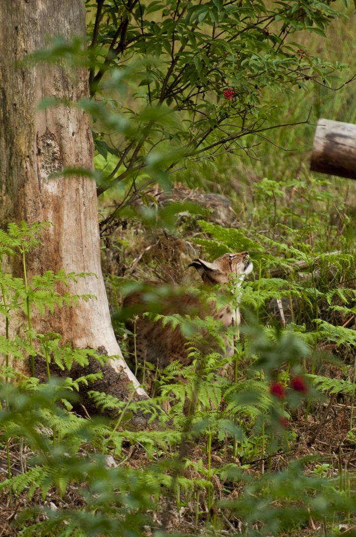 Luchs