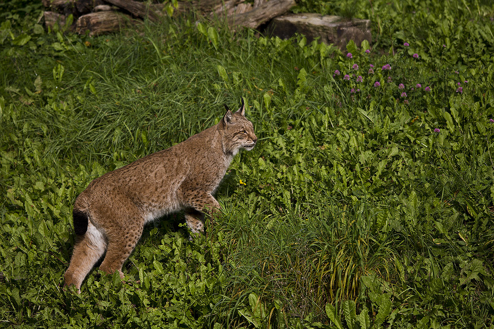 Luchs