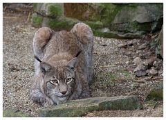 Luchs