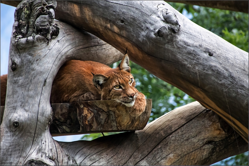 Luchs