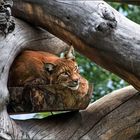 Luchs