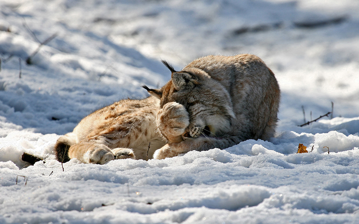 Luchs