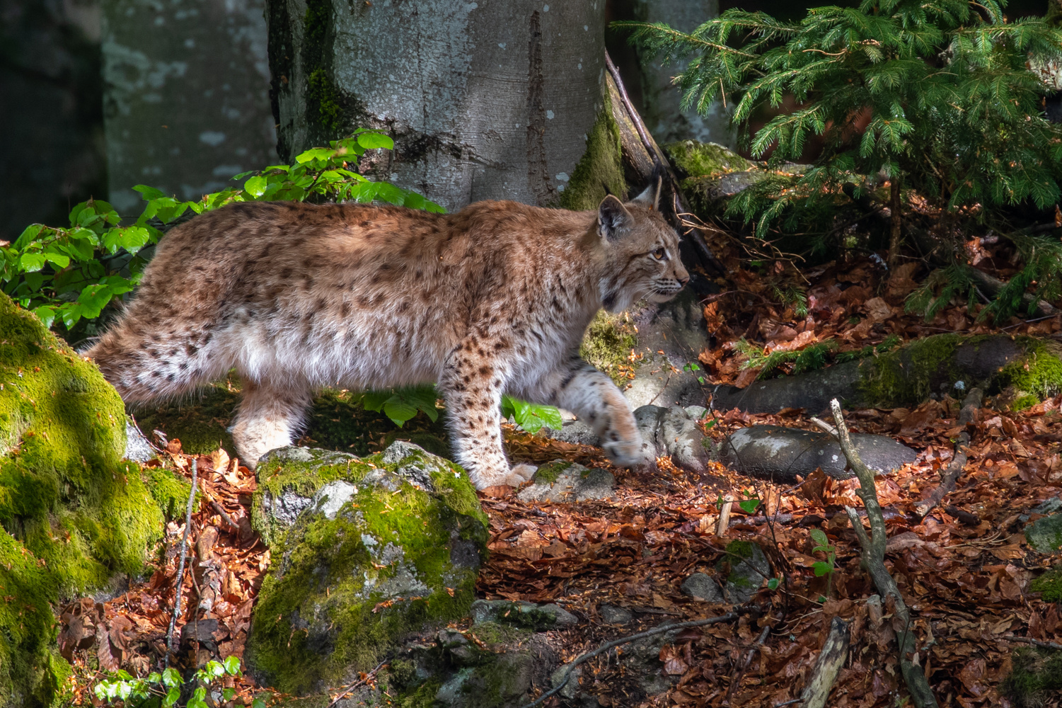 Luchs