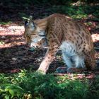 Luchs