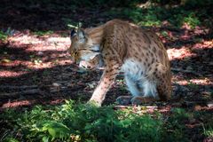 Luchs