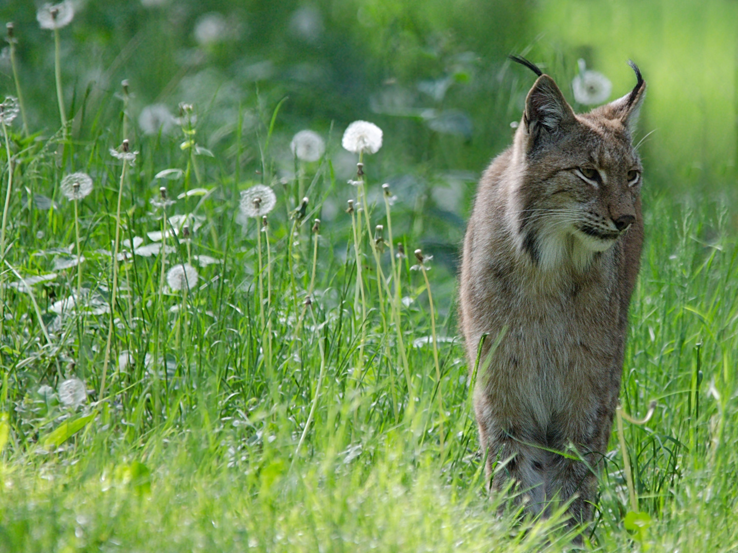 Luchs