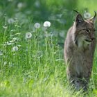 Luchs