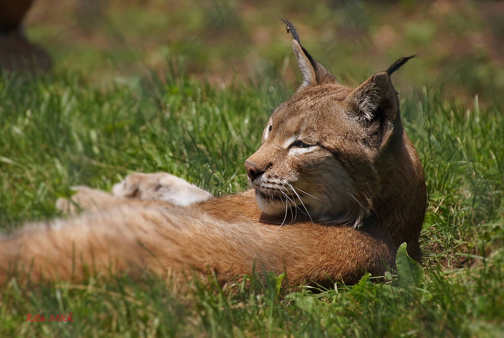 Luchs.....