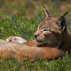 Luchs.....