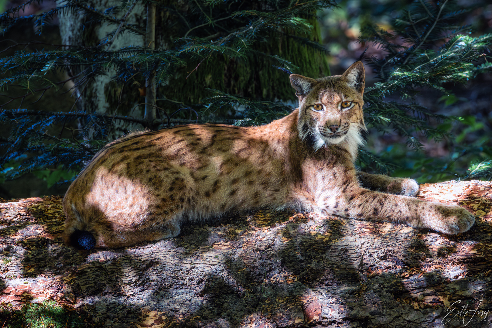 Luchs