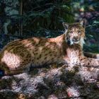 Luchs