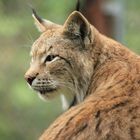 Luchs