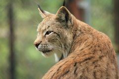 Luchs