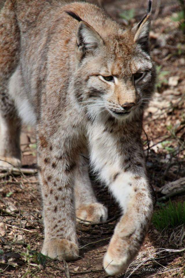 Luchs